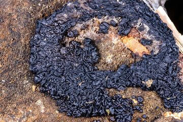 Exidia nigricans, saprotrophic fungus growing on an old rotten stump of a large deciduous tree