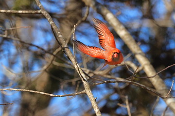 Male northern cardinal red bird inflight against blue sky. 
