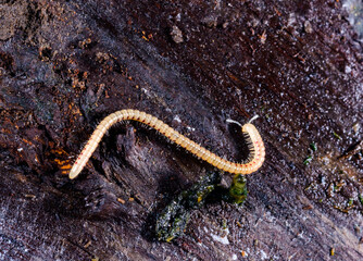 Spotted snake millipede Blaniulus guttulatus, centipede on rotten wood under an old tree stump