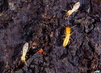 Subterranean termites Reticulitermes lucifugus, termites living under rotten wood old tree stump
