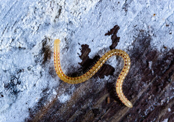 Spotted snake millipede Blaniulus guttulatus, centipede feeds on fungal hyphae on rotten wood of an...