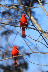 Two male northern cardinals red birds perched in bare tree against blue sky. 