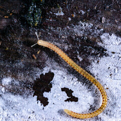 Spotted snake millipede Blaniulus guttulatus, centipede feeds on fungal hyphae on rotten wood of an...
