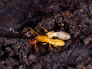 Subterranean termites Reticulitermes lucifugus, termites living under rotten wood old tree stump