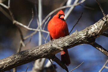 Male northern cardinal red bird perched on limb against blue sky. 