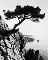 Black and white photograph of a windswept tree growing on the edge of a rocky cliff, overlooking a calm sea and distant coastline