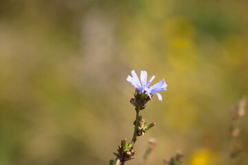 Closeup of common chicory blue flower with blurred background