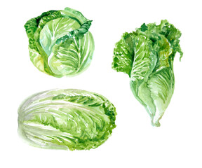 Set of whole cabbage heads isolated on white background. Watercolor illustration for design, advertising, label.