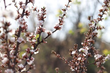 Cherry blossom 