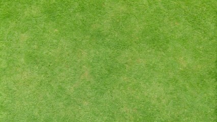 Fototapeta premium golf fairway grass texture top view