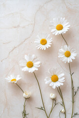 Obraz premium Delicate daisies arranged on a light beige marble background. A simple, elegant floral composition.