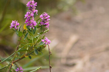 Obraz premium Closeup of purple loosestrife flowers with blurred background