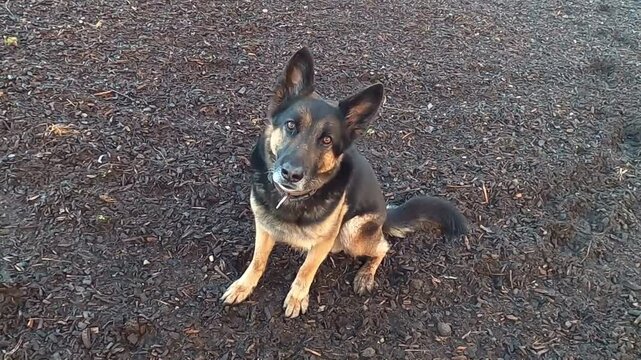 Deutscher Sch&auml;ferhund spielt und f&auml;ngt St&ouml;ckchen Spielzeug. Hund hat Spa&szlig; im Training