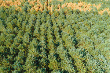 drone aerial view of a pine forest affected by forest fire, climate change. Ecology concept background