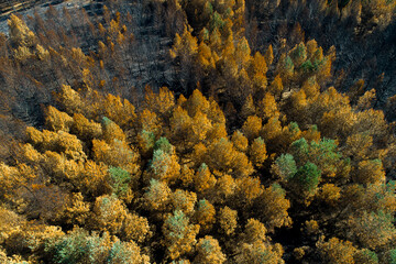 aerial drone view of a pine forest burnt in a forest fire, climate change. Ecological concept background