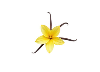 A vibrant yellow vanilla flower with dark brown vanilla beans Ideal for culinary cosmetic or botanical websites and packaging