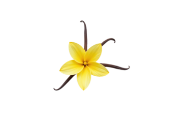 A vibrant yellow vanilla flower with dark brown vanilla beans Ideal for culinary cosmetic or botanical websites and packaging