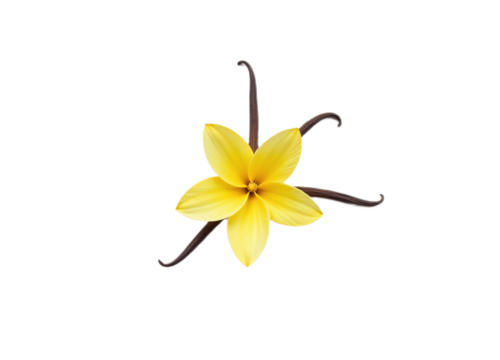 A vibrant yellow vanilla flower with dark brown vanilla beans Ideal for culinary cosmetic or botanical websites and packaging