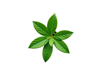 Overhead shot of a vibrant green plant with multiple leaves against a black background Ideal for website design nature-themed projects or educational materials