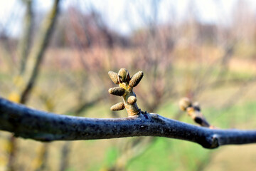 A branch of a walnut tree with the first buds forming on it.