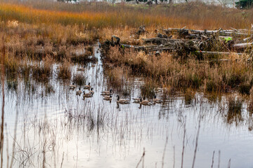 Winter River Greese 3