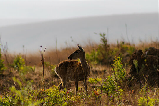 Veado Campeiro na Serra da Canastra