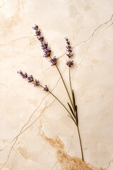 Lavender sprig on marble background.  Elegant and simple floral arrangement, perfect for design projects.