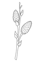 willow branch sketch 