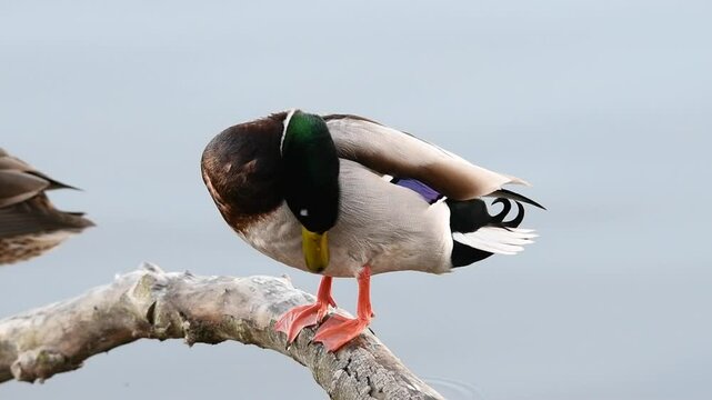 slow motion The mallard or wild duck (Anas platyrhynchos) perched on a branch scratches its head and body with one paw