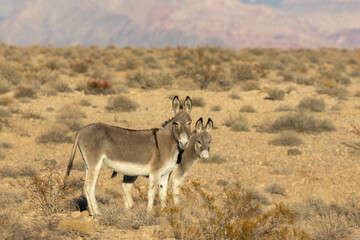 Wild Burros in the LAke Mead National Recreation Area in the Nevada Desert