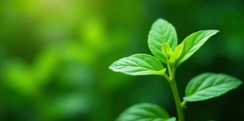 Glandularia bipinnatifida leaves and stems on a plant stem, garden, herb, vegetation