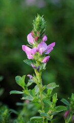 In nature, Ononis arvensis blooms in the meadow