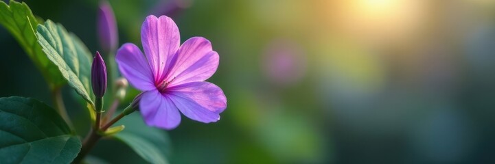 Fototapeta premium Delicate purple flower, smooth leaves, soft light, floral, macro, spring