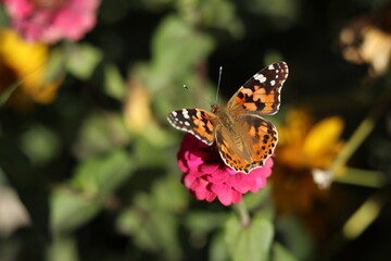 butterfly on flower
