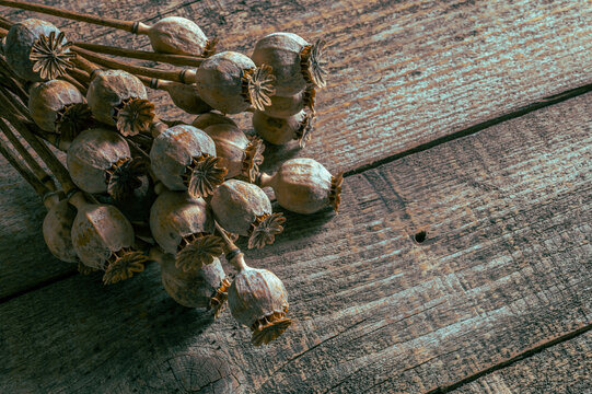 Poppy heads lie on an old wooden table. Poppy harvest