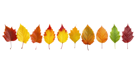 Autumn leaves on a transparent background 