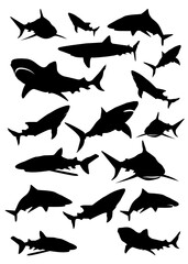 Shark