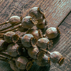 Poppy heads lie on an old wooden table. Poppy harvest