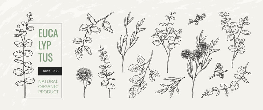 Eucalyptus logo. Flower plant, floral herb and minimal branch leaf, hand drawn wedding frame elements. Decorative branches, vintage botanical rustic garden, summer vector linear design