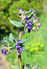 Anchusa officinalis blooms in nature