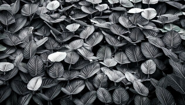 black and white feathers