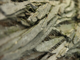 tree bark background