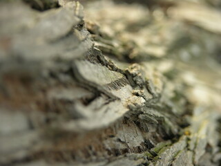 tree bark background