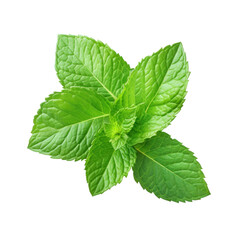 Fresh green mint leaves on a white background 
