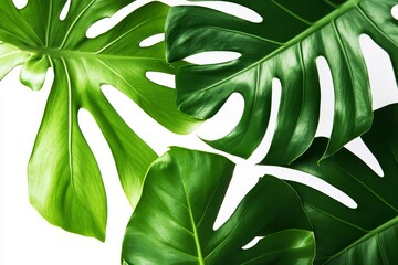 green tropical leaves background