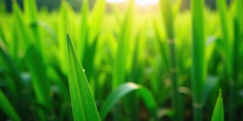 Obraz premium Vibrant Green Blades of Grass with a Single Dewdrop in the Morning Sunlight