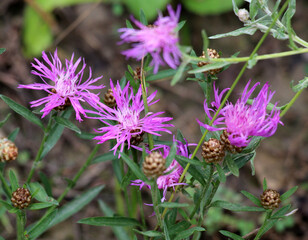 Cornflower Centaurea jacea blooms in a meadow among grasses