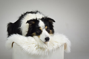 photo of dog in photo studio on white color. white background in photo studio with dog.	