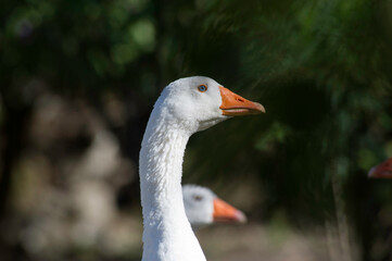 Domestic goose on a meadow in a farm, Sardinia, Italy