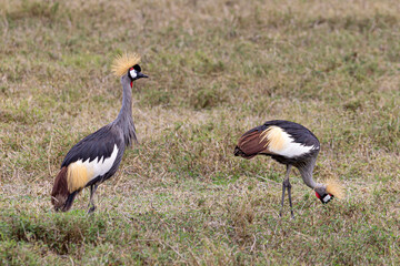 Two Grey crowned crane (Balearica regulorum) foraging in grassland in Ngorongoro Conservation Area in Tanzania, East Africa